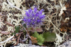 Veronica alaskensis