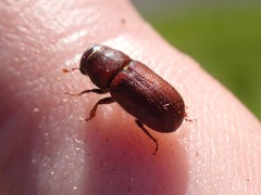 Trypodendron