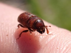 Trypodendron