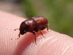 Trypodendron