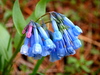 Long Bluebells - Photo (c) Five Acre Geographic, some rights reserved (CC BY-ND)