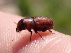 Trypodendron