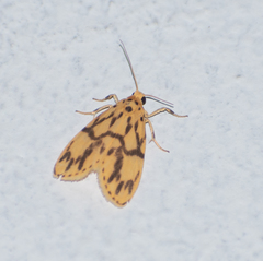 Miltochrista terminospota
