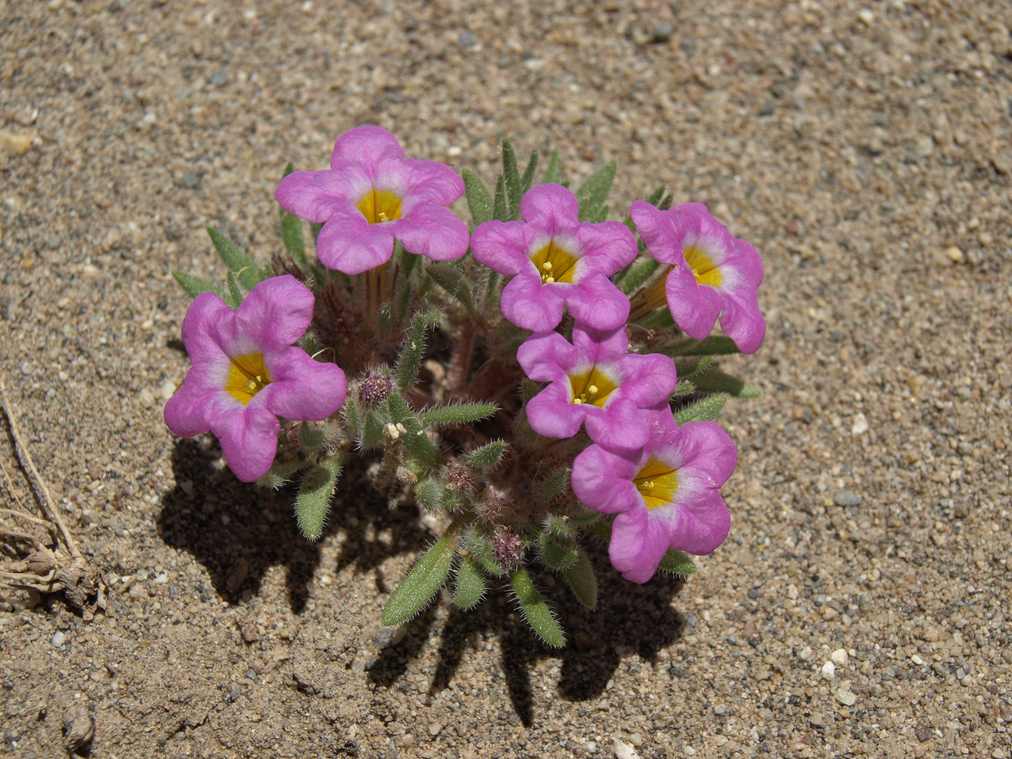 Nama aretioides