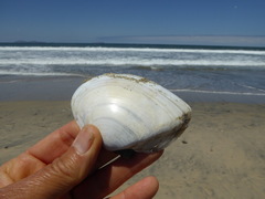 Tellinoidea