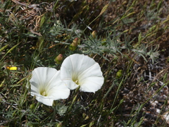 Calystegia stebbinsii