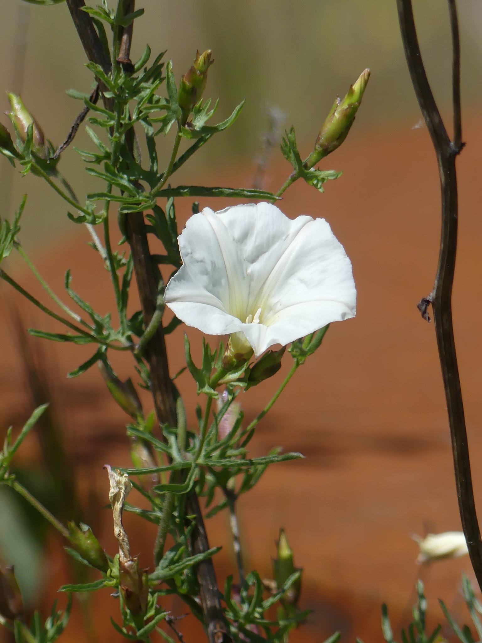 Calystegia stebbinsii