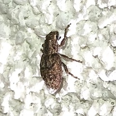Floresianus sordidus