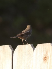 Haemorhous mexicanus