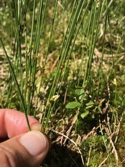 Juncus filiformis