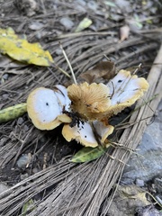 Crepidotus praecipuus