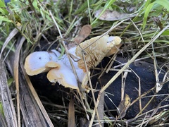 Crepidotus praecipuus
