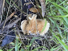 Crepidotus praecipuus