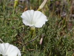 Calystegia stebbinsii