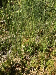 Juncus filiformis