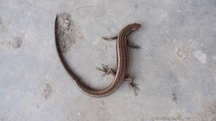 Ablepharus himalayanus