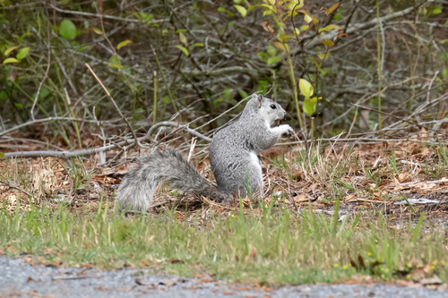 Delmarva Fox Squirrel photographed in Virginia