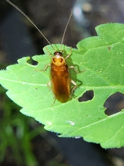 Ischnoptera bilunata