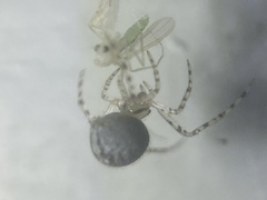 Theridiidae