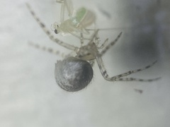 Theridiidae