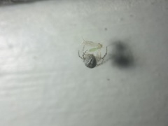 Theridiidae