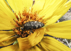 Acmaeodera idahoensis