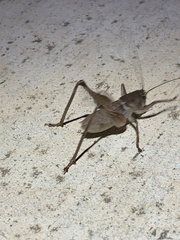 Pediodectes haldemanii