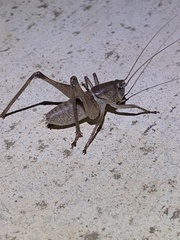 Pediodectes haldemanii