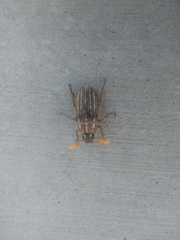 Polyphylla decemlineata