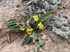 Viola praemorsa