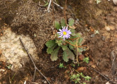 Brachyscome aculeata