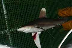 Image of Carcharhinus longimanus