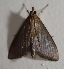 Omiodes poeonalis