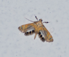 Nymphicula