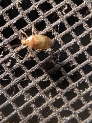 Tropidosteptes