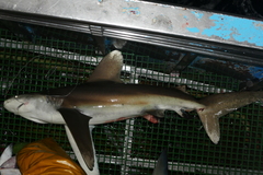 Carcharhinus longimanus