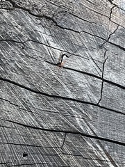 Dolichomitus imperator