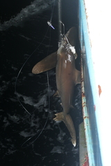 Carcharhinus longimanus