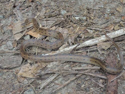 Walnut Kukri Snake