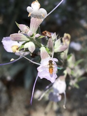 Toxomerus marginatus