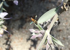 Toxomerus marginatus