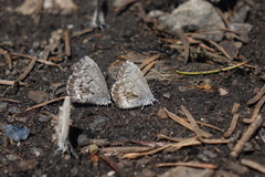 Celastrina asheri