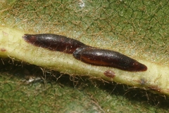 Prococcus acutissimus