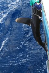 Carcharhinus longimanus