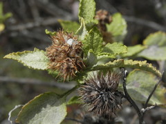 Ambrosia chenopodiifolia