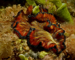 Pseudobiceros fulgor