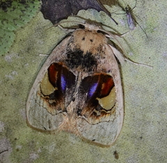 Arrhenophanes perspicilla