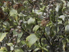 Ambrosia chenopodiifolia