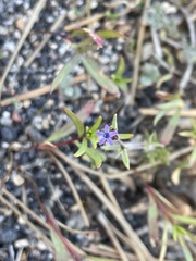 Allophyllum gilioides violaceum
