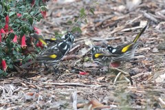 Phylidonyris novaehollandiae novaehollandiae